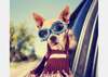 Фотообои - Собака с очками и шарфом