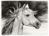 Постер - Черно белая картина лошади, 45 x 30 см, Холст на подрамнике, Живопись