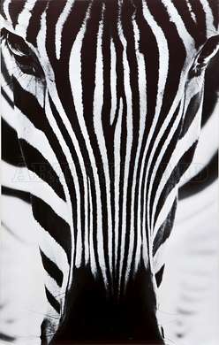 Poster - Zebra, 30 x 45 см, Canvas on frame, Animals