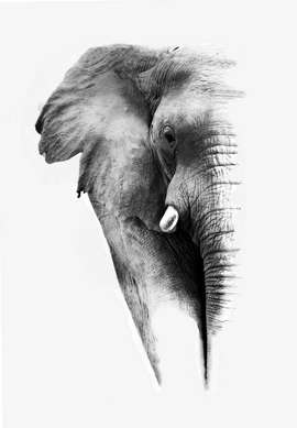 Постер - Черно белый слон, 60 x 90 см, Постер в раме, Минимализм