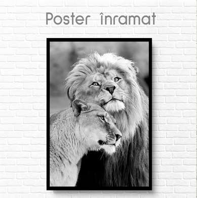 , 60 x 90 см, Framed poster on glass, Animals