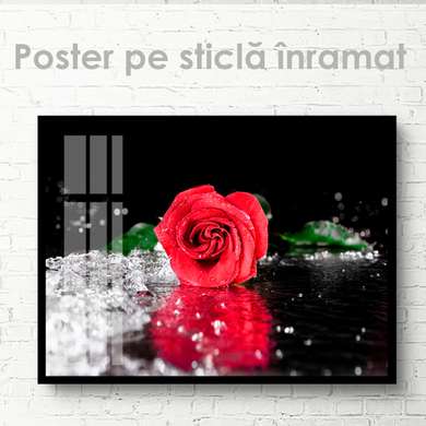 Постер - Ярко красная роза, 45 x 30 см, Холст на подрамнике, Цветы