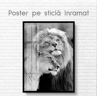 Постер, Львы и любовь, 60 x 90 см, Постер на Стекле в раме, Животные