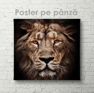 Poster, Tiger, 100 x 100 см, Framed poster on glass, Animals