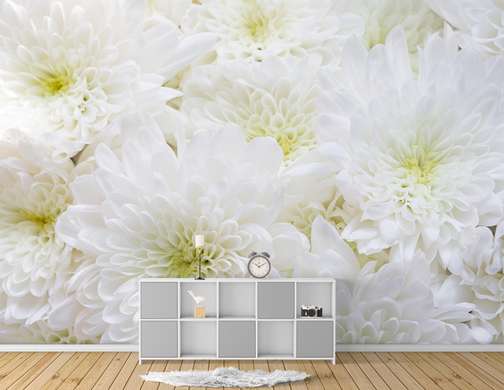 Фотообои - Белые хризантемы 1