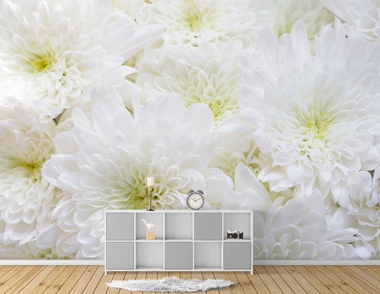 Fototapet, Crizanteme albe 1