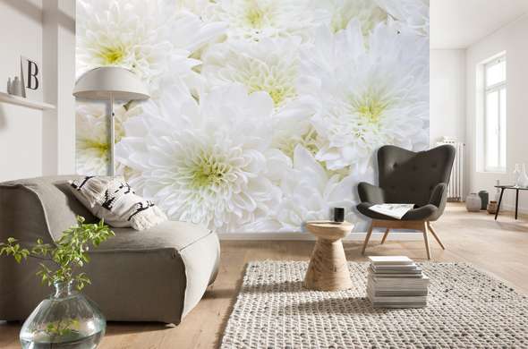 Wall Mural - White chrysanthemums 1