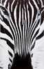 Poster - Zebra, 60 x 90 см, Framed poster on glass, Animals