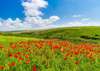 Wall Mural - Field with poppies