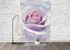 Wall Mural - Plays of light over a pink rose