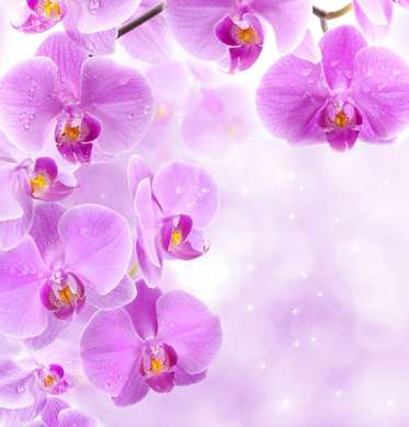 Poster - Orhidee violet pe un fundal delicat, 100 x 100 см, Poster înrămat, Flori
