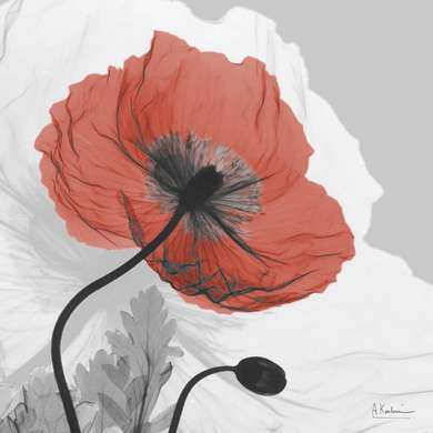 Poster - Red poppy on a gray background, 100 x 100 см, Framed poster, Provence
