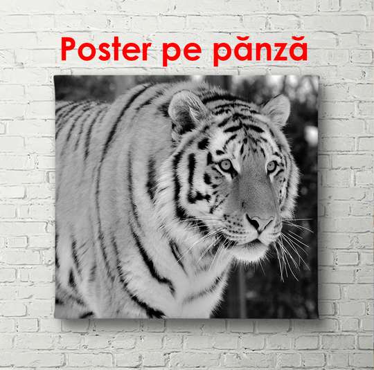Poster - Tigru la vânătoare, 100 x 100 см, Poster înrămat, Alb Negru
