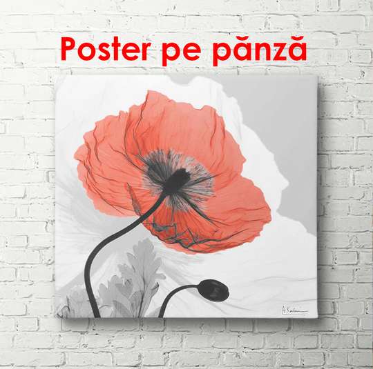 Poster - Red poppy on a gray background, 100 x 100 см, Framed poster