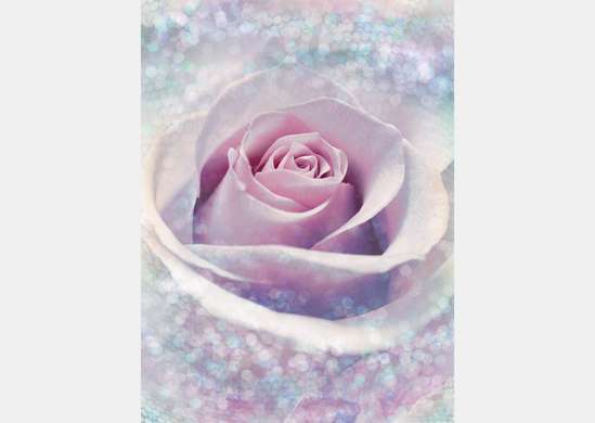 Wall Mural - Plays of light over a pink rose