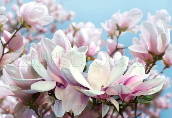 3D Wallpaper - White and pink flowers against the blue sky