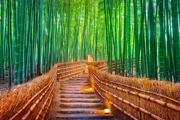 Wall Mural - Path in the bamboo forest