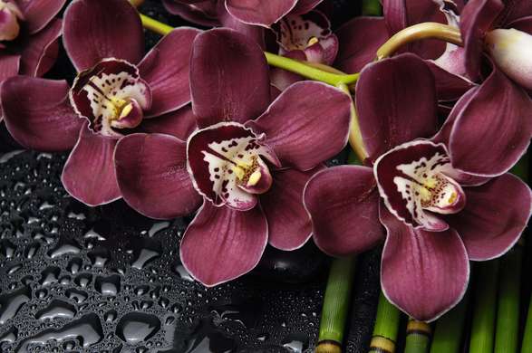 Фотообои - Бордовые орхидеи