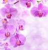 Постер - Фиолетовые орхидеи на нежном фоне с бликами, 100 x 100 см, Постер в раме, Цветы
