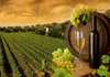 Wall Mural - Bottle of wine on the background of a vineyard