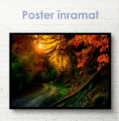 Poster - Apus luminos de toamnă în pădure, 45 x 30 см, Panza pe cadru, Natură
