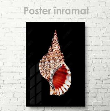 Poster - Shell, 30 x 45 см, Canvas on frame