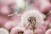 Modular picture, Dandelion on pink background, 108 х 60