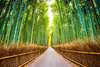 Paravan - Pădurea de bambus, 3