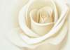 Fototapet - Un trandafir alb