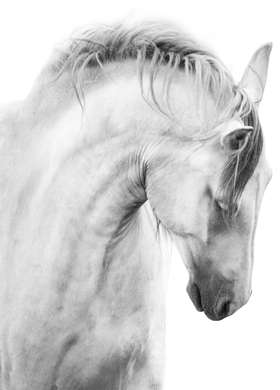 Poster - White Horses, 40 x 60 см, Framed poster on glass