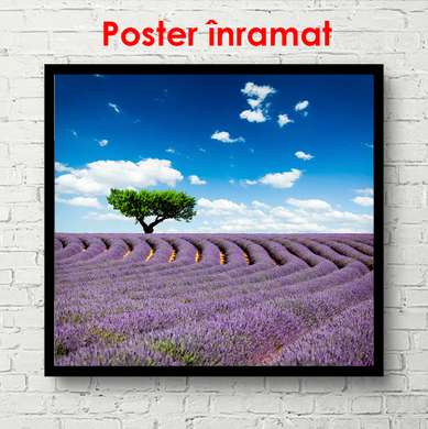 Poster - Green tree in lavender field, 100 x 100 см, Framed poster