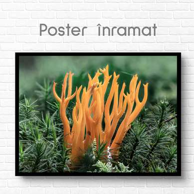 Poster - Coral oranj, 90 x 60 см, Poster inramat pe sticla