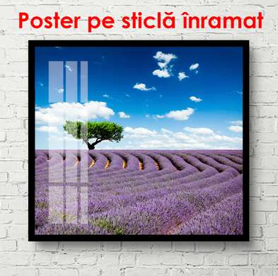Poster - Arbore verde și câmpul de lavandă, 100 x 100 см, Poster înrămat, Natură