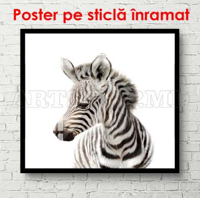 Постер - Зебра на белом фоне, 100 x 100 см, Постер в раме, Для Детей