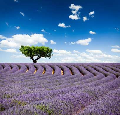 Poster - Green tree in lavender field, 100 x 100 см, Framed poster
