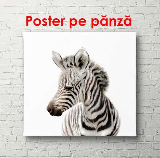 Poster - Zebra pe un fundal alb, 100 x 100 см, Poster înrămat, Pentru Copii