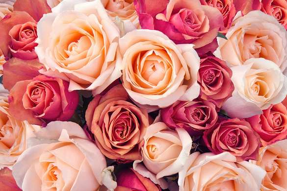 Fototapet - Trandafiri rosii si albi