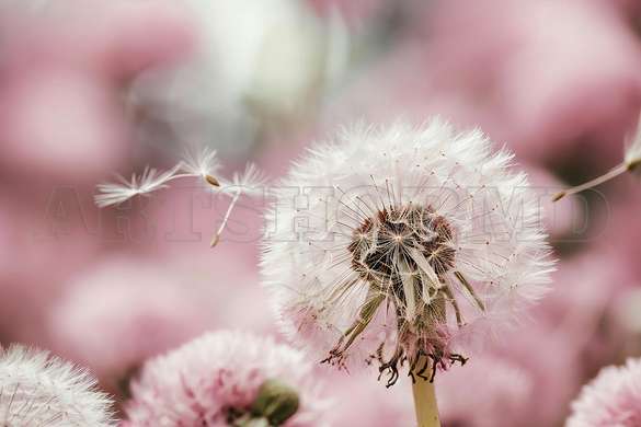 Modular picture, Dandelion on pink background, 206 x 115