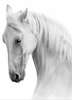 Постер - Белые лошади, 30 x 45 см, Холст на подрамнике