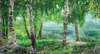 Wall Mural - Green birches in the forest by the pond