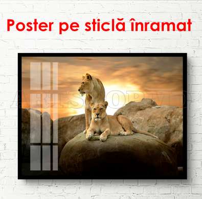 Постер, Лев и львица на камне на закате, 90 x 60 см, Постер в раме, Животные