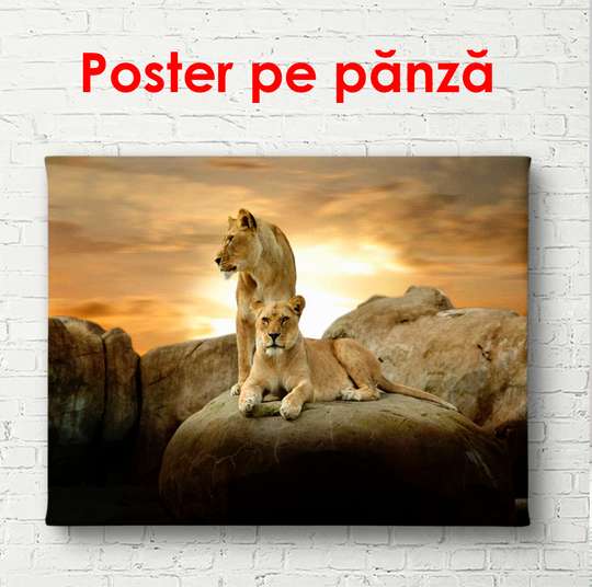Poster, Leul și leoaica pe o piatră la apusul soarelui, 90 x 60 см, Poster înrămat, Animale
