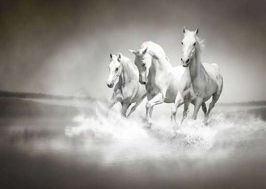 Фотообои - Лошади в галопе черно-белое