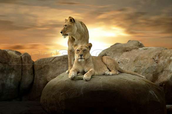 Постер, Лев и львица на камне на закате, 90 x 60 см, Постер в раме, Животные