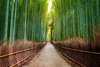 Poster - Drumul de bambus, 90 x 60 см, Poster înrămat, Natură