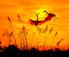 Poster - Cranes at sunset, 90 x 60 см, Framed poster, Nature