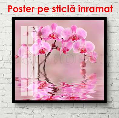 Poster - Orhidee în reflexia apei, 100 x 100 см, Poster înrămat, Flori