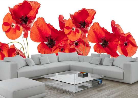 Wall Mural - Poppies on a white background