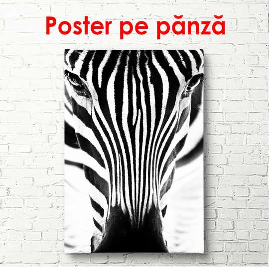 Poster, Zebra pe un fundal alb, 60 x 90 см, Poster înrămat, Animale