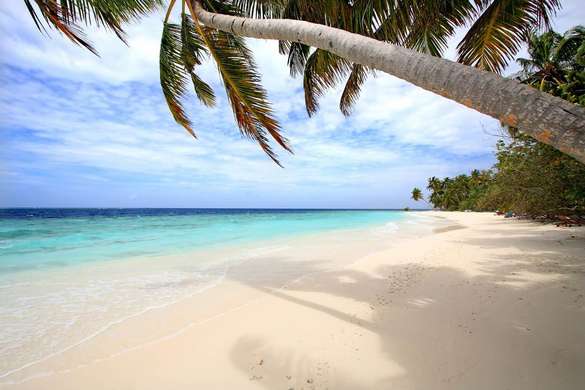 Fototapet - Un palmier frumos pe plajă
